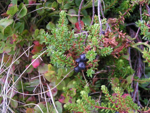 Crowberries