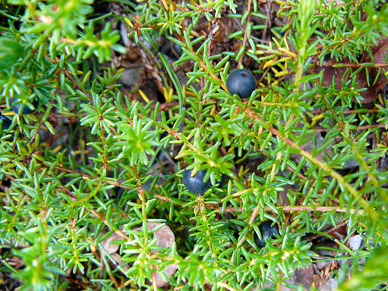 Crowberries