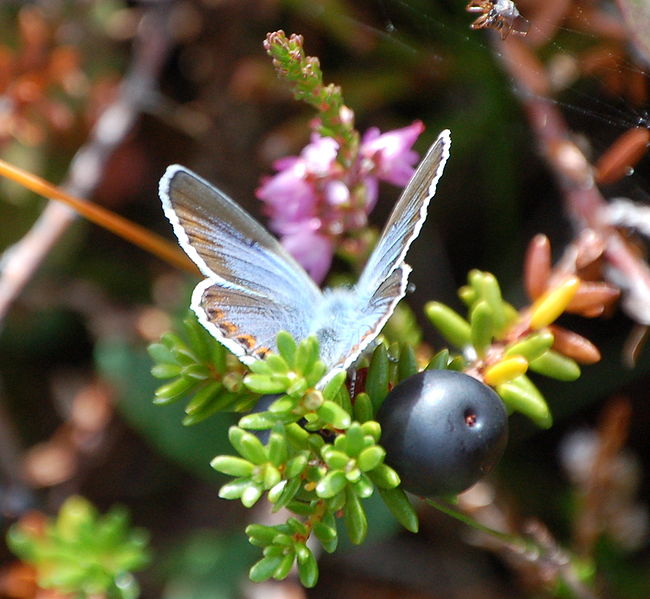 Crowberries