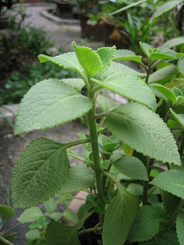 Cuban oregano plant