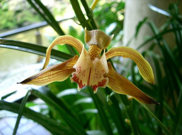 Cymbidium tracyanum