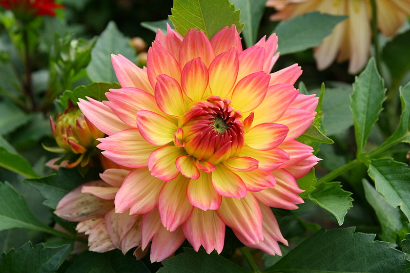 Dahlia 'Graceland'