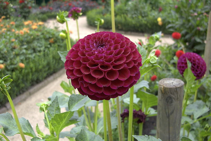 Dahlia