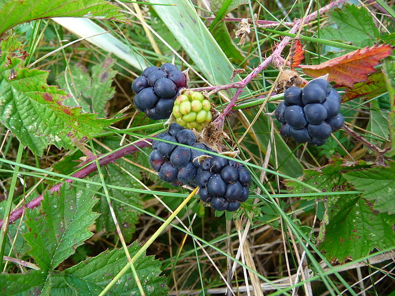 Dewberries