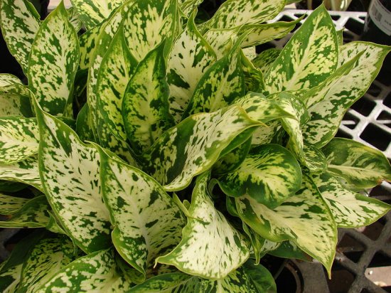 Dumb cane (Dieffenbachia)