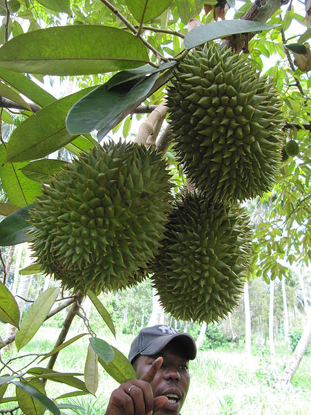 Durian tree and durians