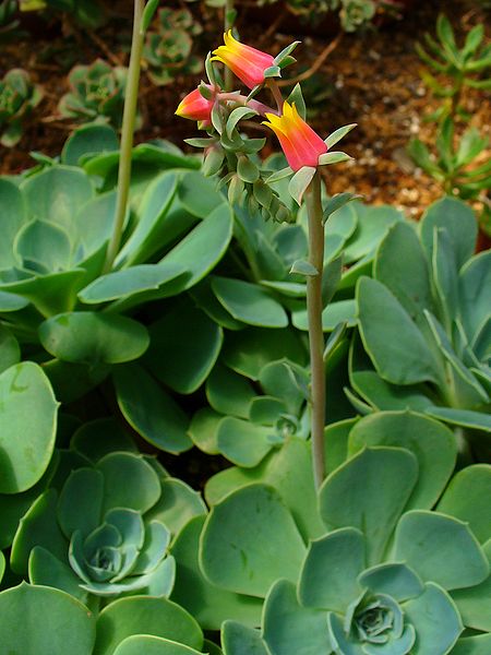 Echeveria gibbiflora