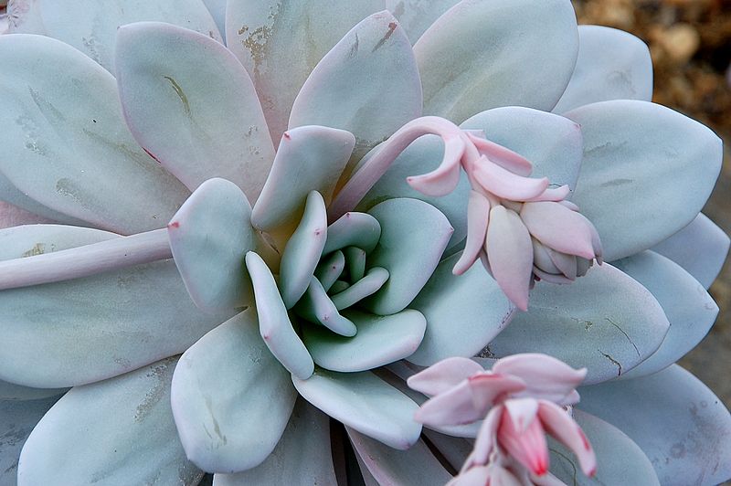 Echeveria lavi