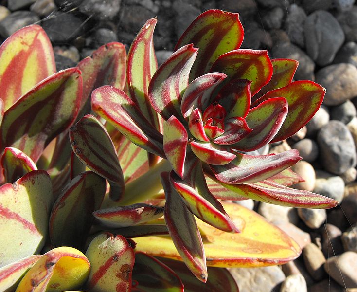 Echeveria nodulosa