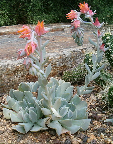 Echeveria runyonii