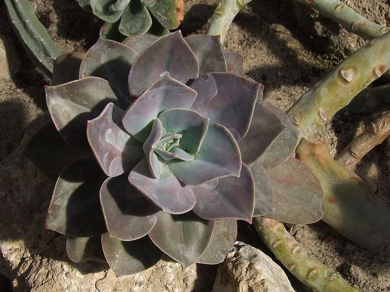 Echeveria secunda