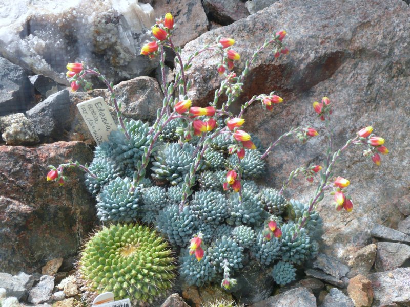 Echeveria setosa