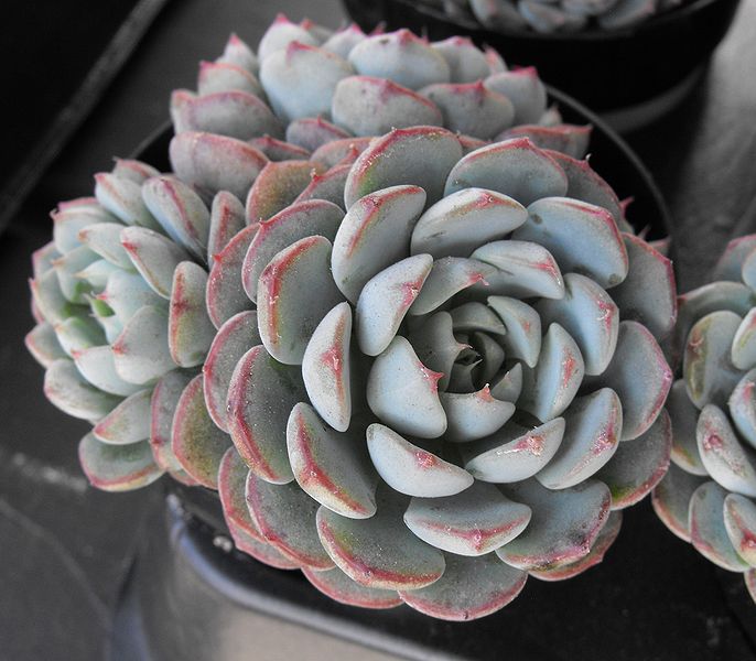 Echeveria minima