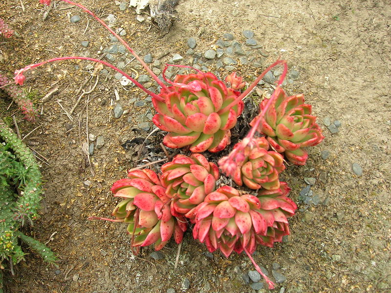 Echeveria agavoides