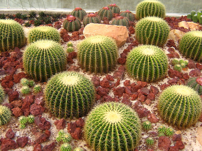 Echinocactus grusonii