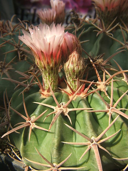 Flowers of Echinocactus texensis