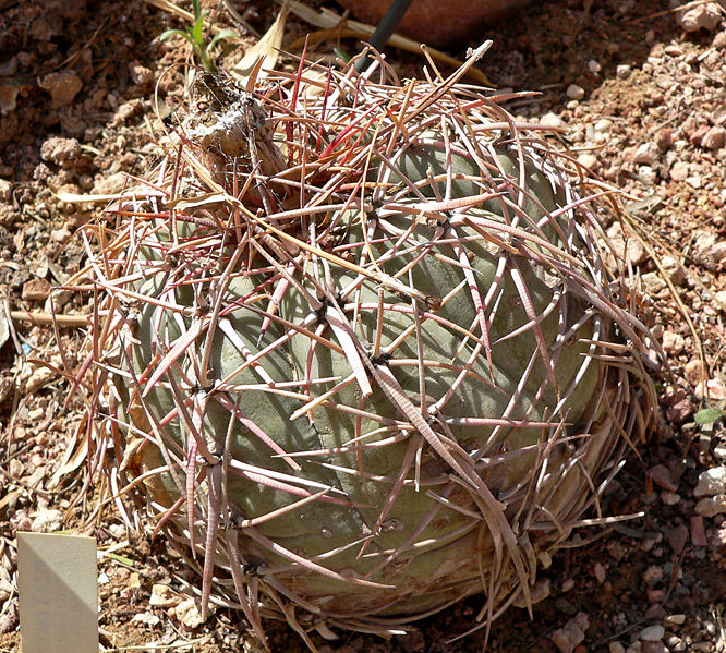 Echinocactus horizonthalonius