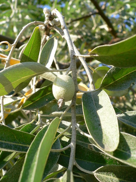 The fruit of Elaeagnus angustifolia