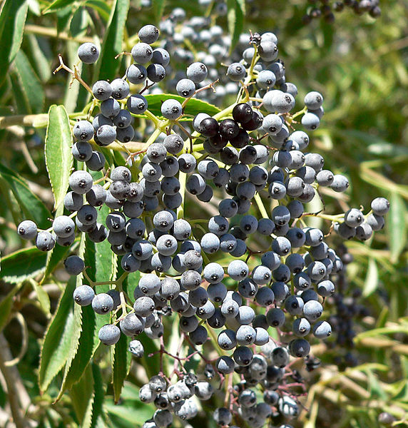 Elderberries