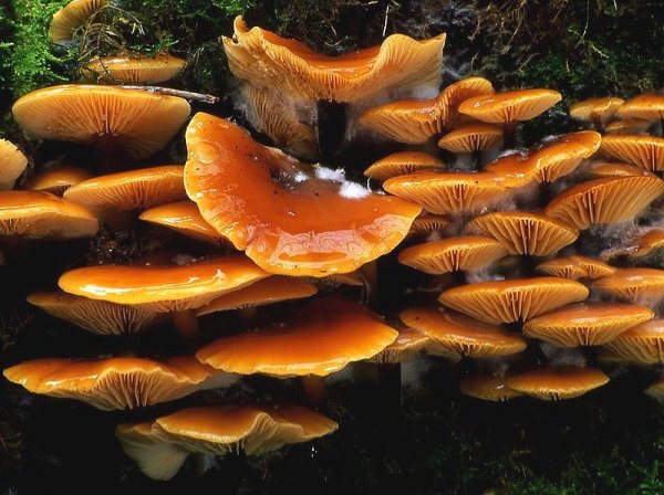 Flammulina velutipes