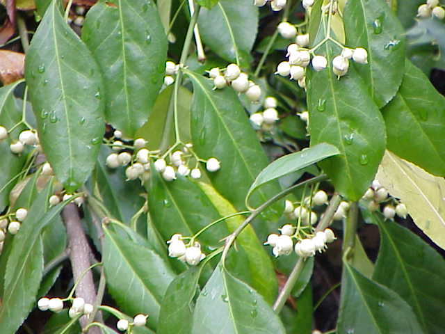 Euonymus fortunei radicans