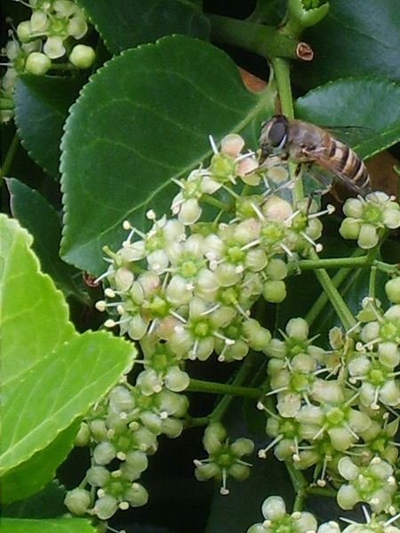 Euonymus japonicus