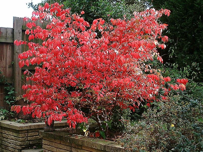 Euonymus alatus