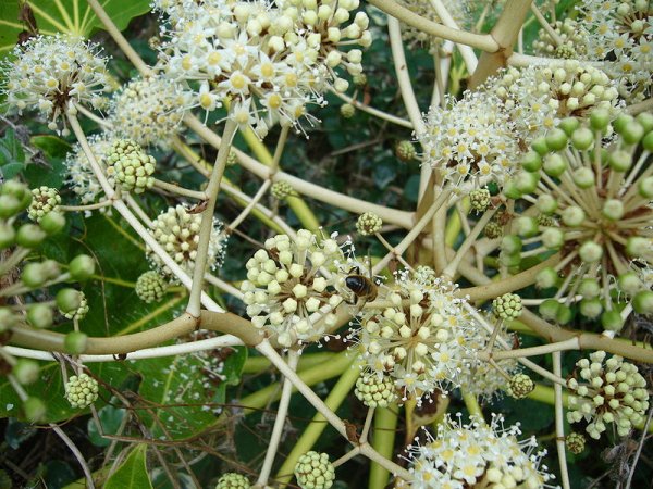 Fatsia japonica