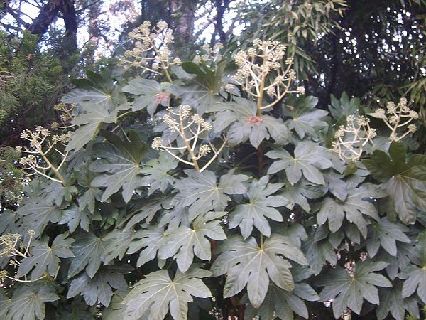 Fatsia japonica