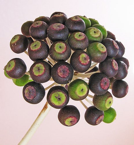 Poisonous ripe fruits of Fatsia japonica