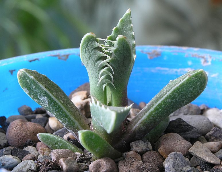 Faucaria tigrina