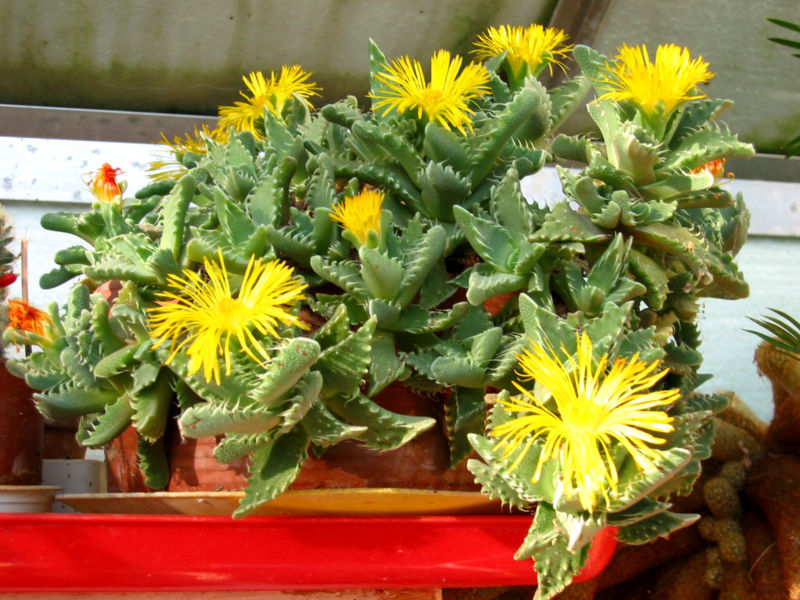 Flowers of Faucaria tigrina