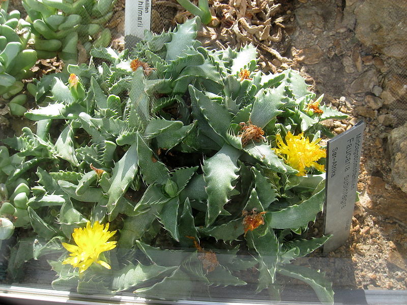 Faucaria subintegra