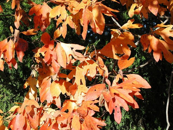 Sassafras albidum foliage during autumn