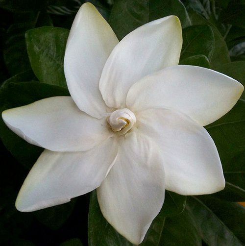 Gardenia taitensis