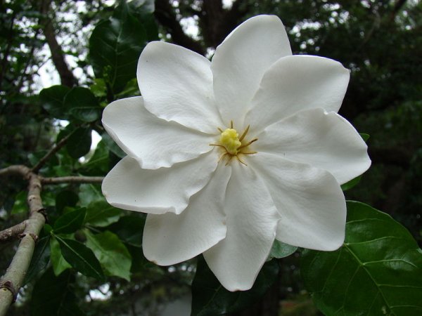 Gardenia thunbergia