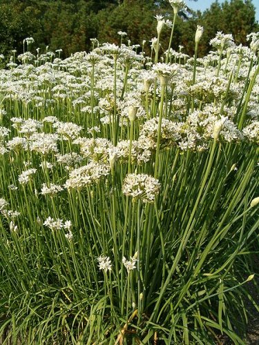 Garlic chives (Allium tuberosum)