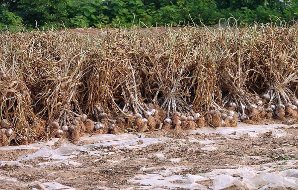 Garlic from a recent harvest awaiting collection in rural Goheung county, South Jeolla province, South Korea