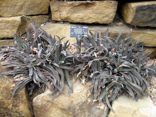 Gasteria carinata var. verrucosa