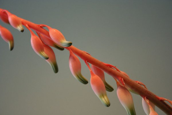 Flowers of Gasteria carinata