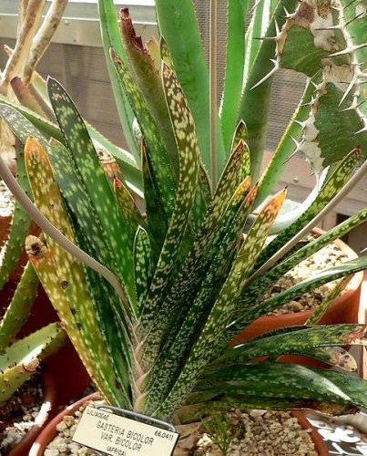 Gasteria bicolor var. bicolor