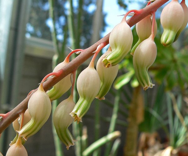 Flowers of Gasteria bicolor var. bicolor