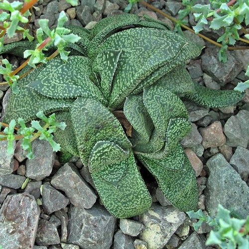 Gasteria nitida