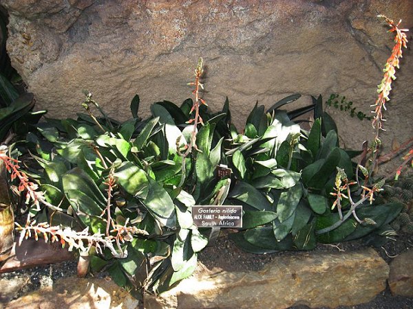 Gasteria nitida