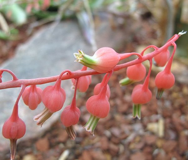 Flowers of Gasteria baylissiana