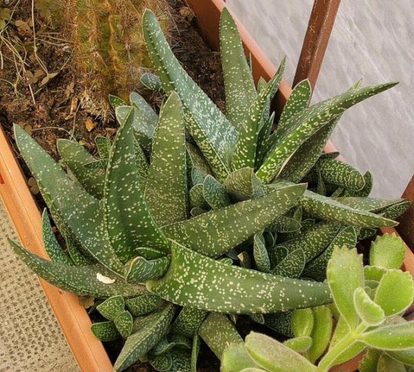 Gasteria hybridis