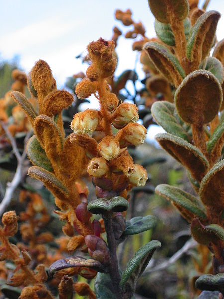 Gaultheria lanigera