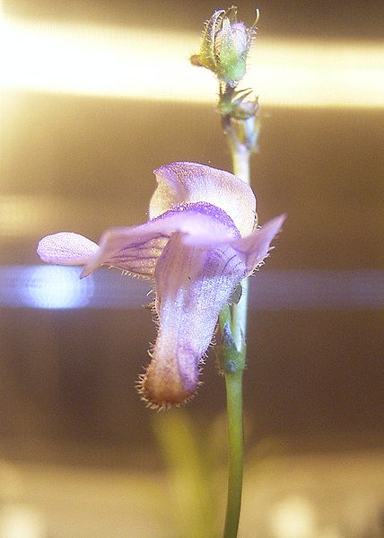 The purple flower of Genlisea subglabra