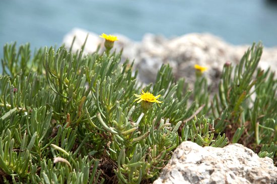 Golden samphire (Inula crithmoides)