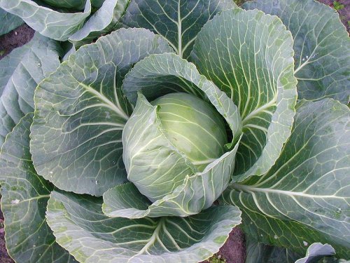 Green cabbage